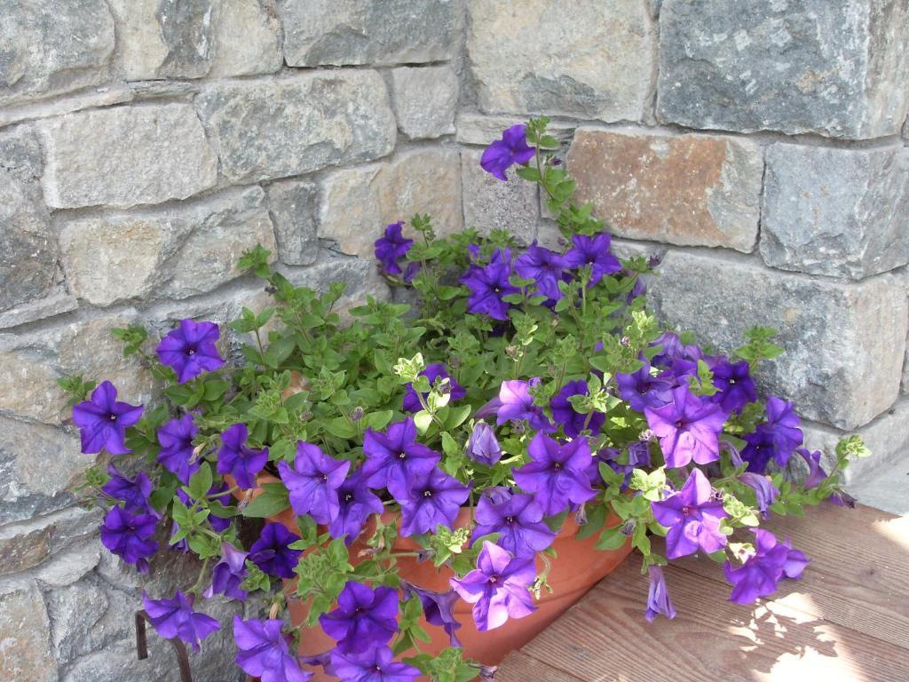 Les Myosotis Champoluc
